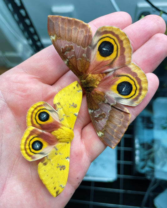 Bullseye Silk-Moth COCOONS (Automeris io)