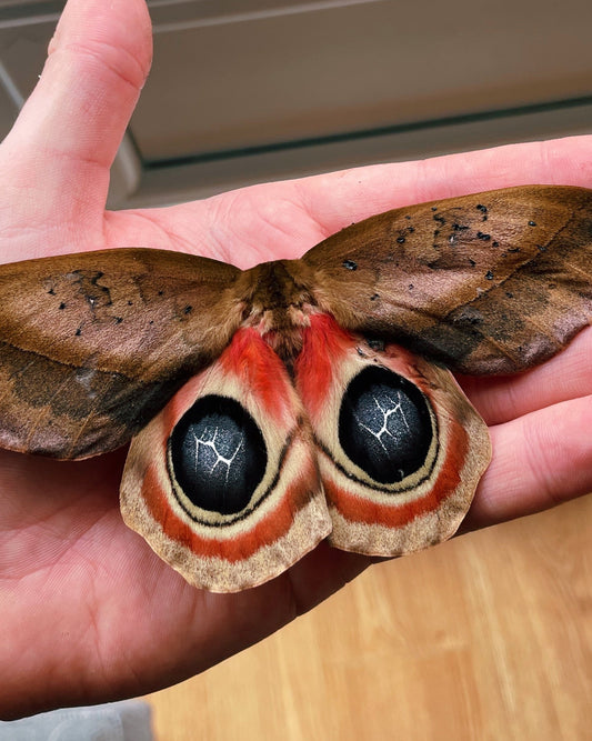 Live moth eggs and cocoons for sale online UK