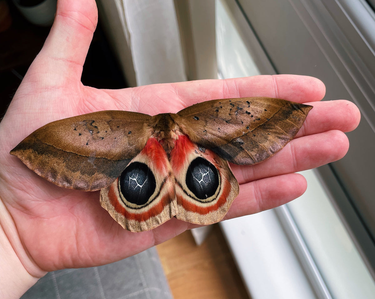 Live moth eggs and cocoons for sale online UK