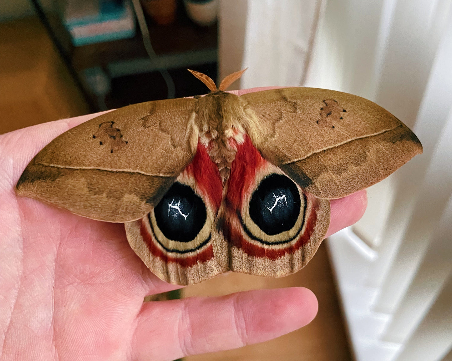 Live moth eggs and cocoons for sale online UK