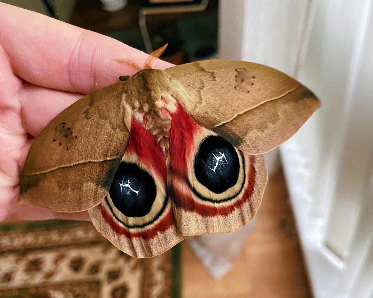 Live moth eggs for sale online UK