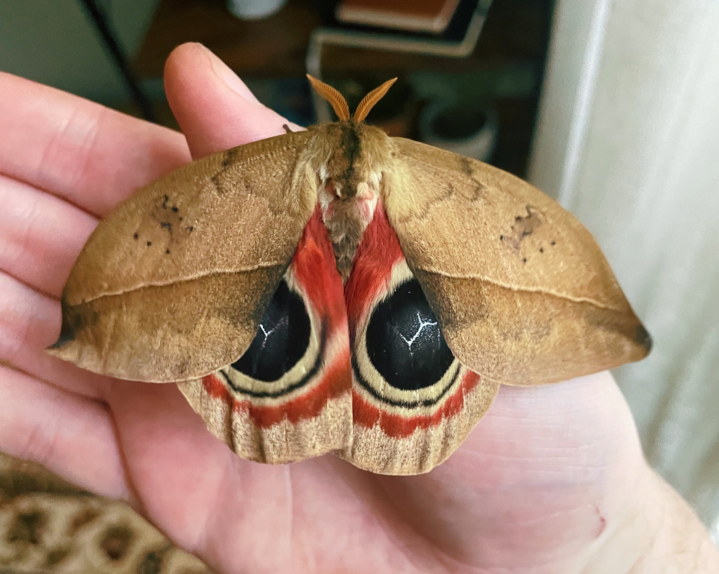 Live moth eggs and cocoons for sale online UK