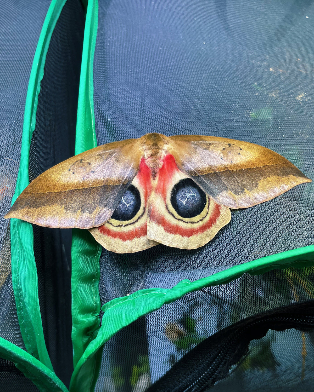 Bullseye Moth