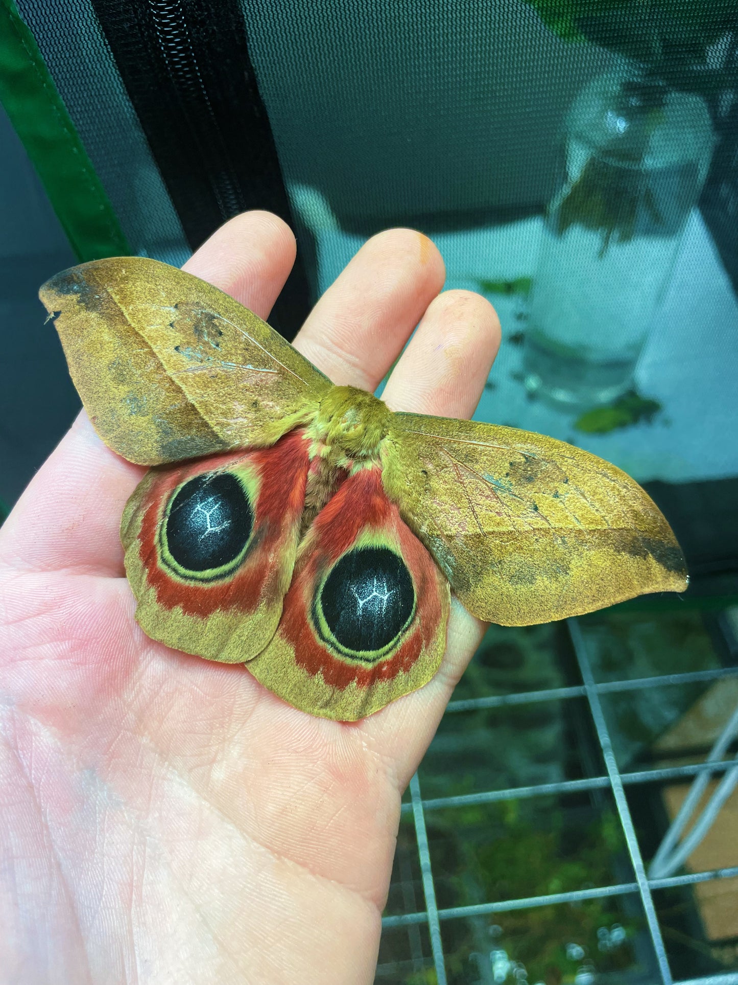 Bullseye Moth