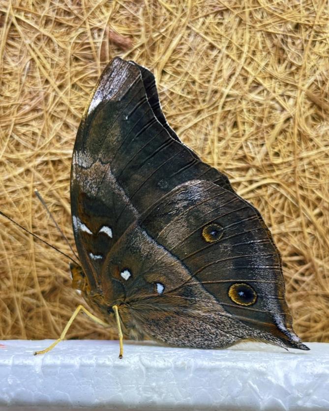 Live butterfly pupae for sale online UK