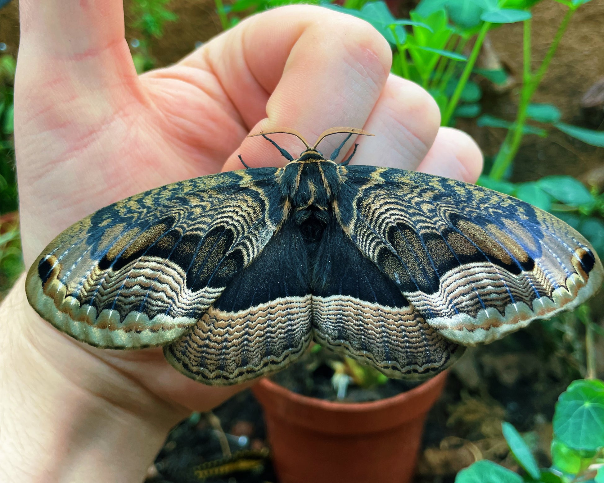 Siberian Owl moth eggs and pupae for sale online UK