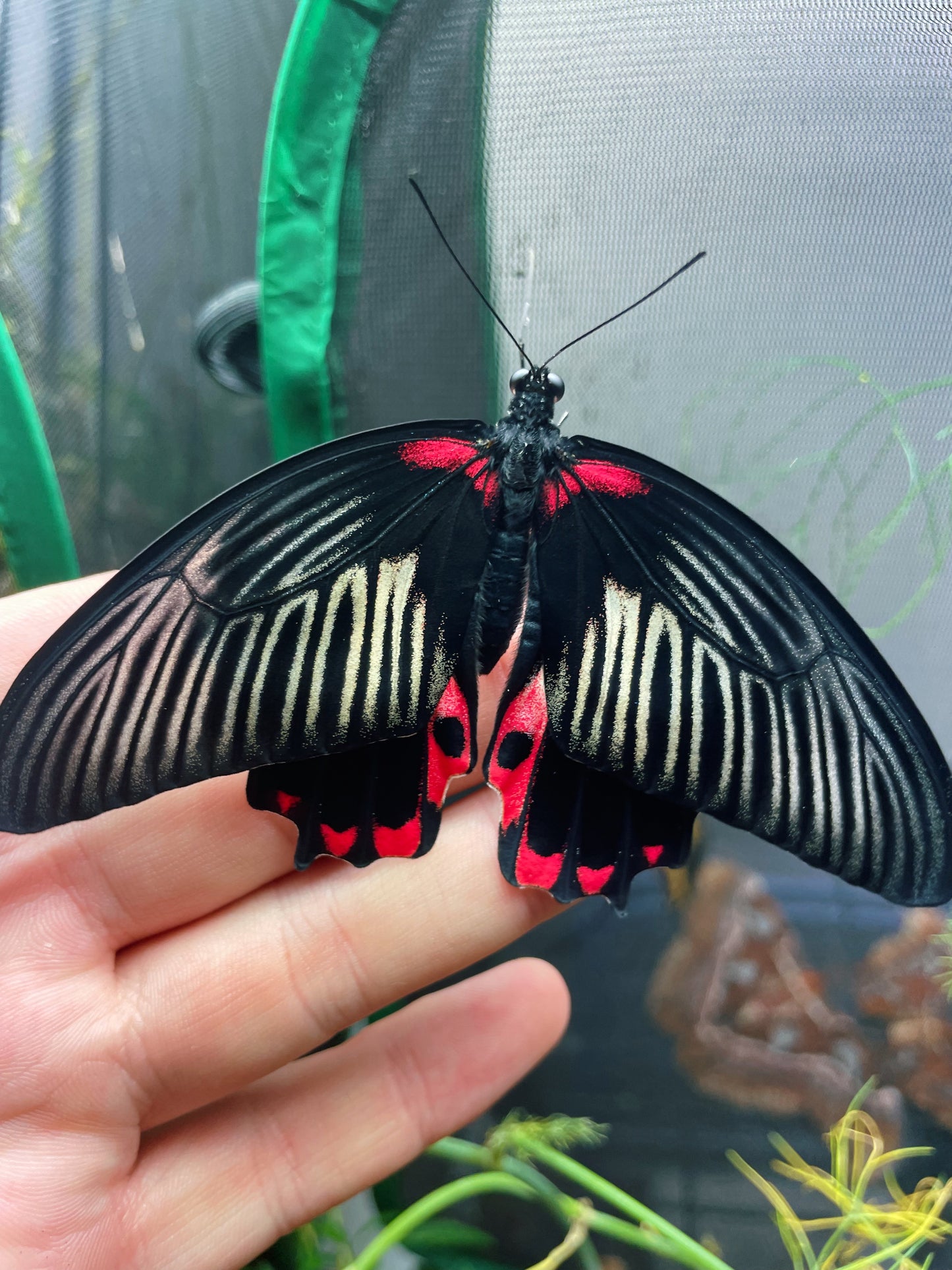 Scarlet Mormon Swallowtail PUPAE (Papilio rumanzovia)
