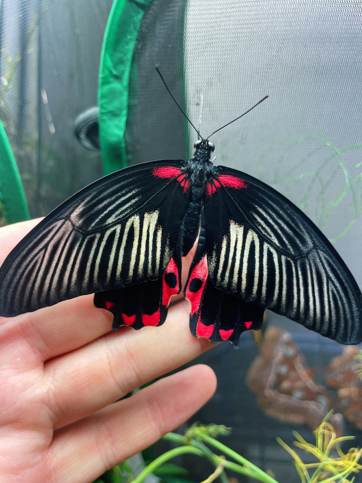 Scarlet Mormon PUPAE (Papilio rumanzovia)