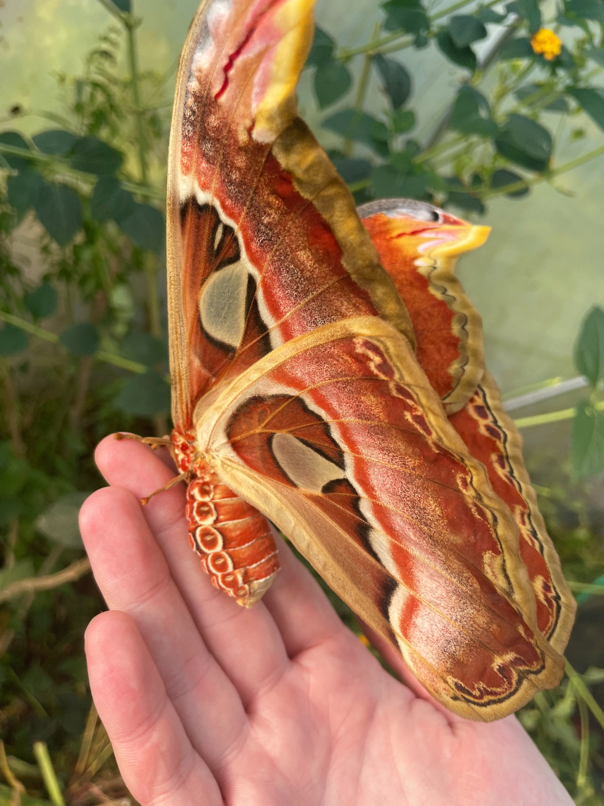 Giant Atlas Moth EGGS (Attacus atlas)