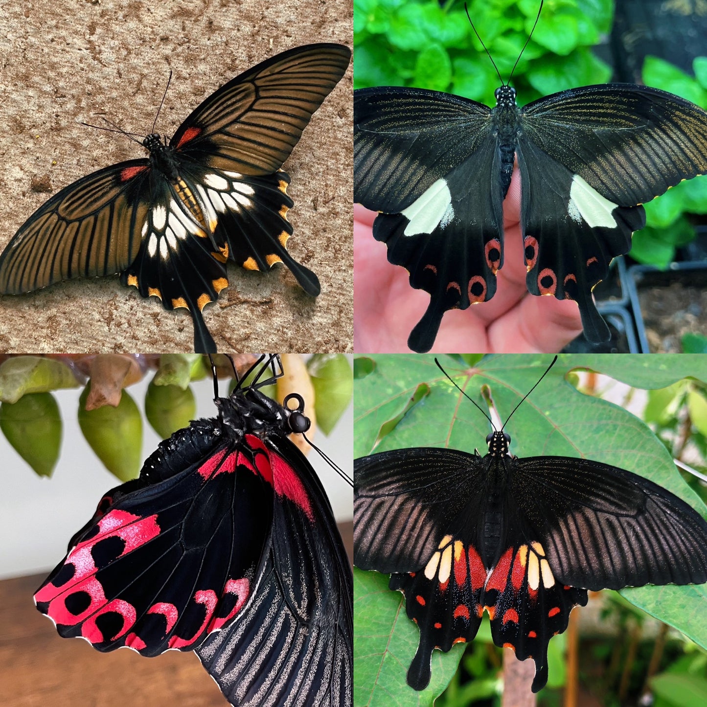 Assorted Citrus Swallowtail CATERPILLARS (Papilioniidae)
