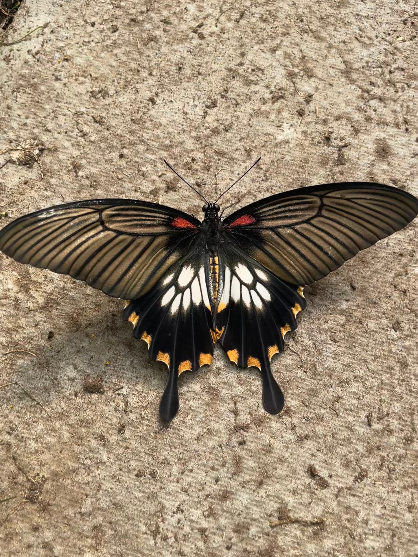 Assorted Swallowtail Butterfly (Papilio) PUPAE