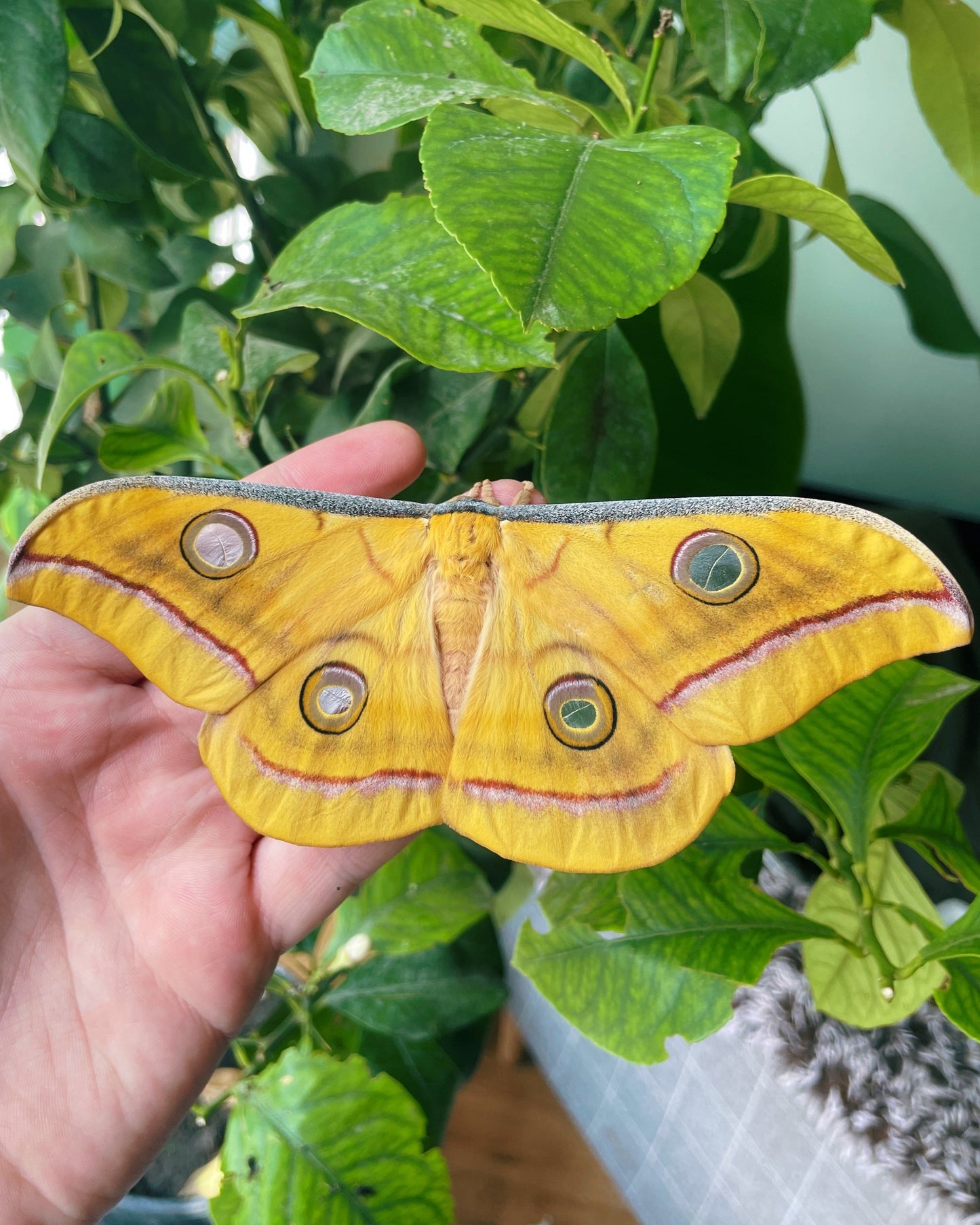 Tasar Silk-Moth (Antheraea mylitta) EGGS