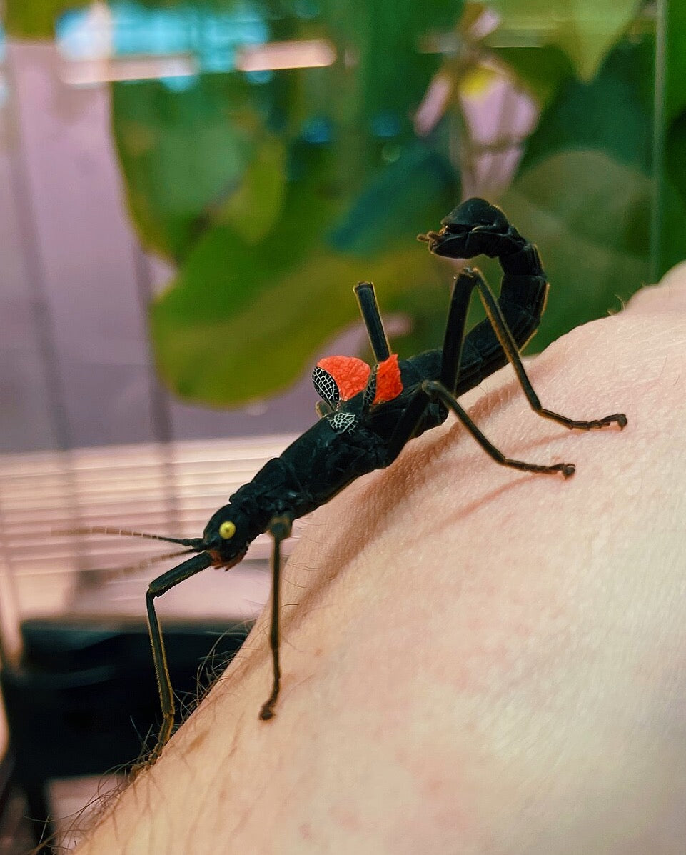 Peruvian Stick Insect NYMPHS (Peruphasma schultei)
