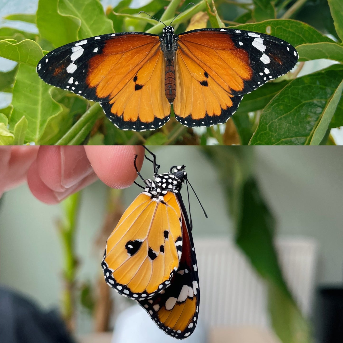 Plain Tiger Butterfly PUPAE (Danaus chrysippus)
