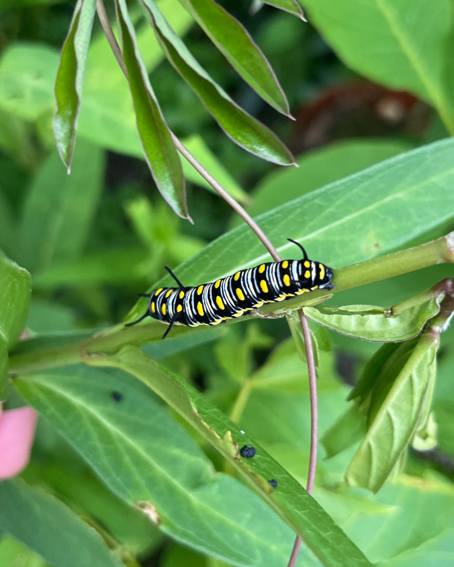 Plain Tiger Butterfly (Danaus chrysippus) CATERPILLARS