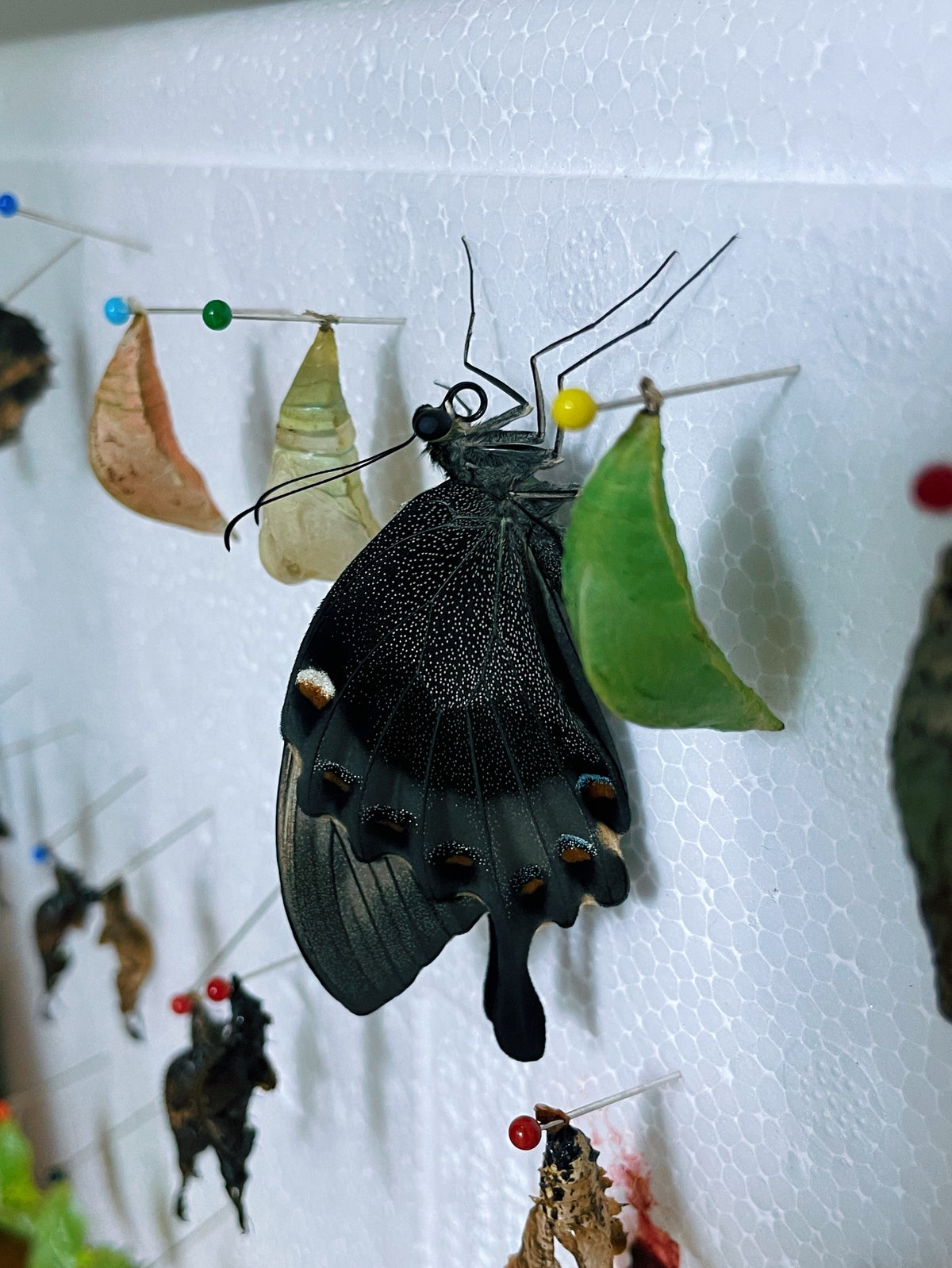 Emerald Swallowtail PUPAE (Papilio palinurus)