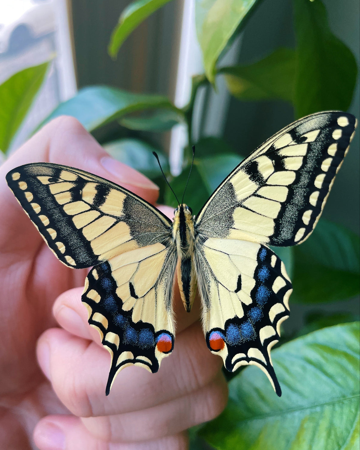 European Swallowtail EGGS (Papilio machaon)
