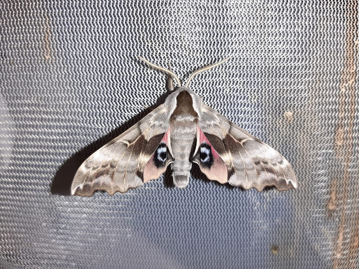 One-Eyed Sphinx Moth (Smerinthus cerisyi) | EGGS