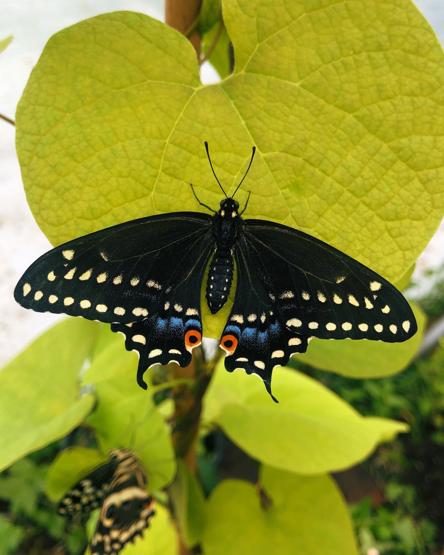 Live butterflies and moths for sale online UK. Buy eggs, caterpillars, pupae, and cocoons. Watch the lifecycle unfold with insects to rear at home!