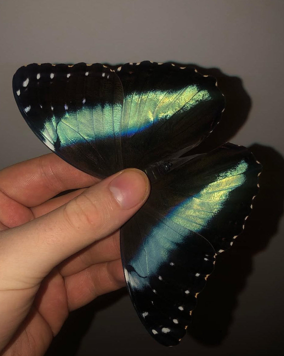 Live butterflies and moths for sale online UK. Order eggs, caterpillars, pupae, and cocoons. Watch the lifecycle unfold with insects to rear at home!