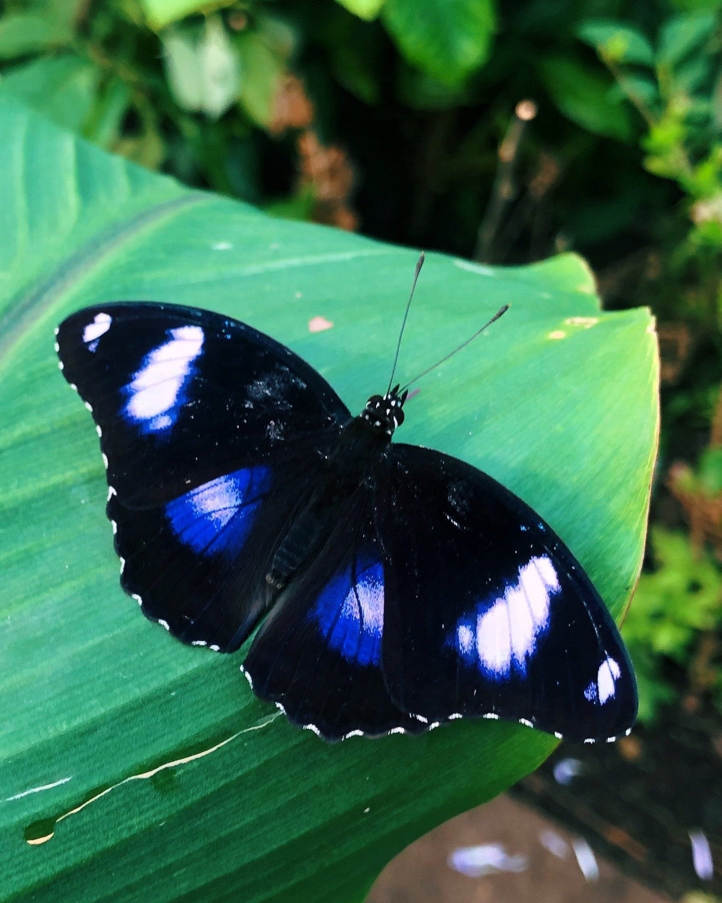 Live butterflies and moths for sale online UK. Buy eggs, caterpillars, pupae, and cocoons. Watch the lifecycle unfold with insects to rear at home!