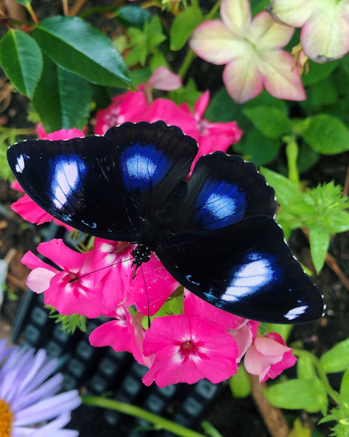Live butterflies and moths for sale online UK. Buy eggs, caterpillars, pupae, and cocoons. Watch the lifecycle unfold with insects to rear at home!