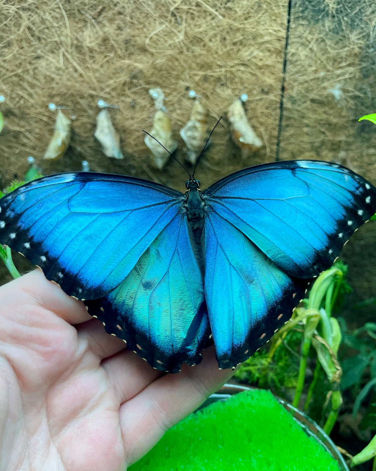 Live butterflies and moths for sale online UK. Buy eggs, caterpillars, pupae, and cocoons. Watch the lifecycle unfold with insects to rear at home!