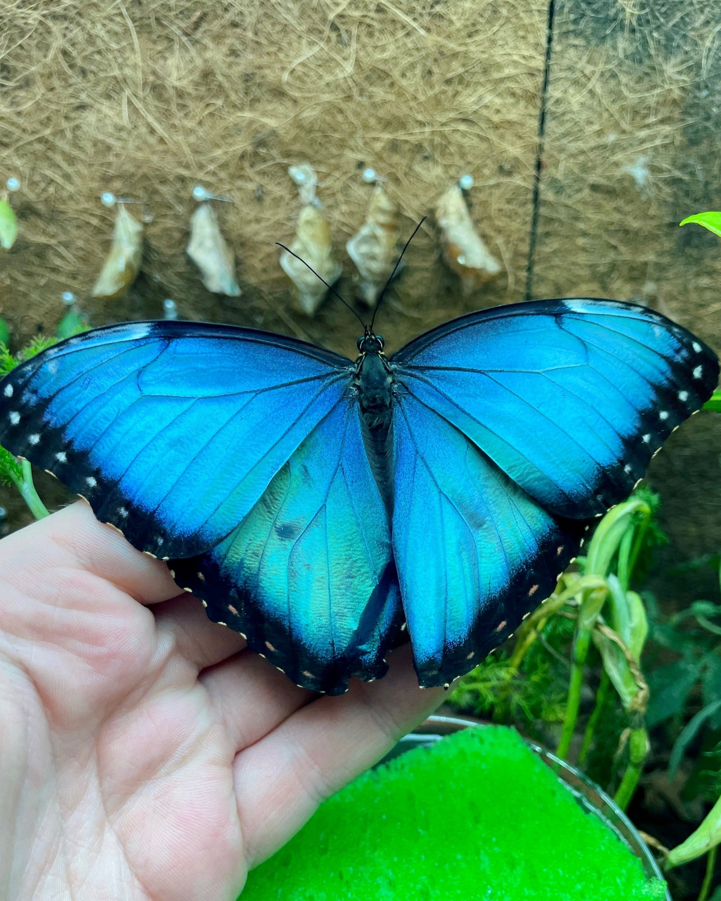Live butterflies and moths for sale online UK. Buy eggs, caterpillars, pupae, and cocoons. Watch the lifecycle unfold with insects to rear at home!