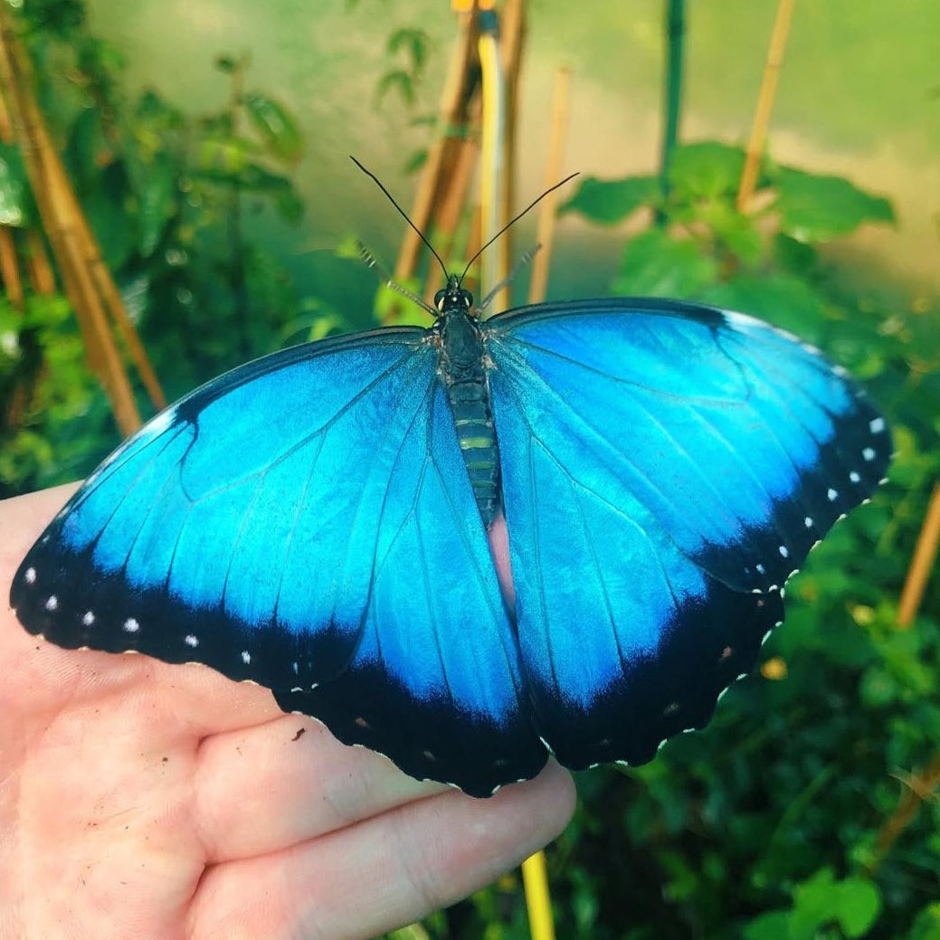 Live butterflies and moths for sale online UK. Buy eggs, caterpillars, pupae, and cocoons. Watch the lifecycle unfold with insects to rear at home!