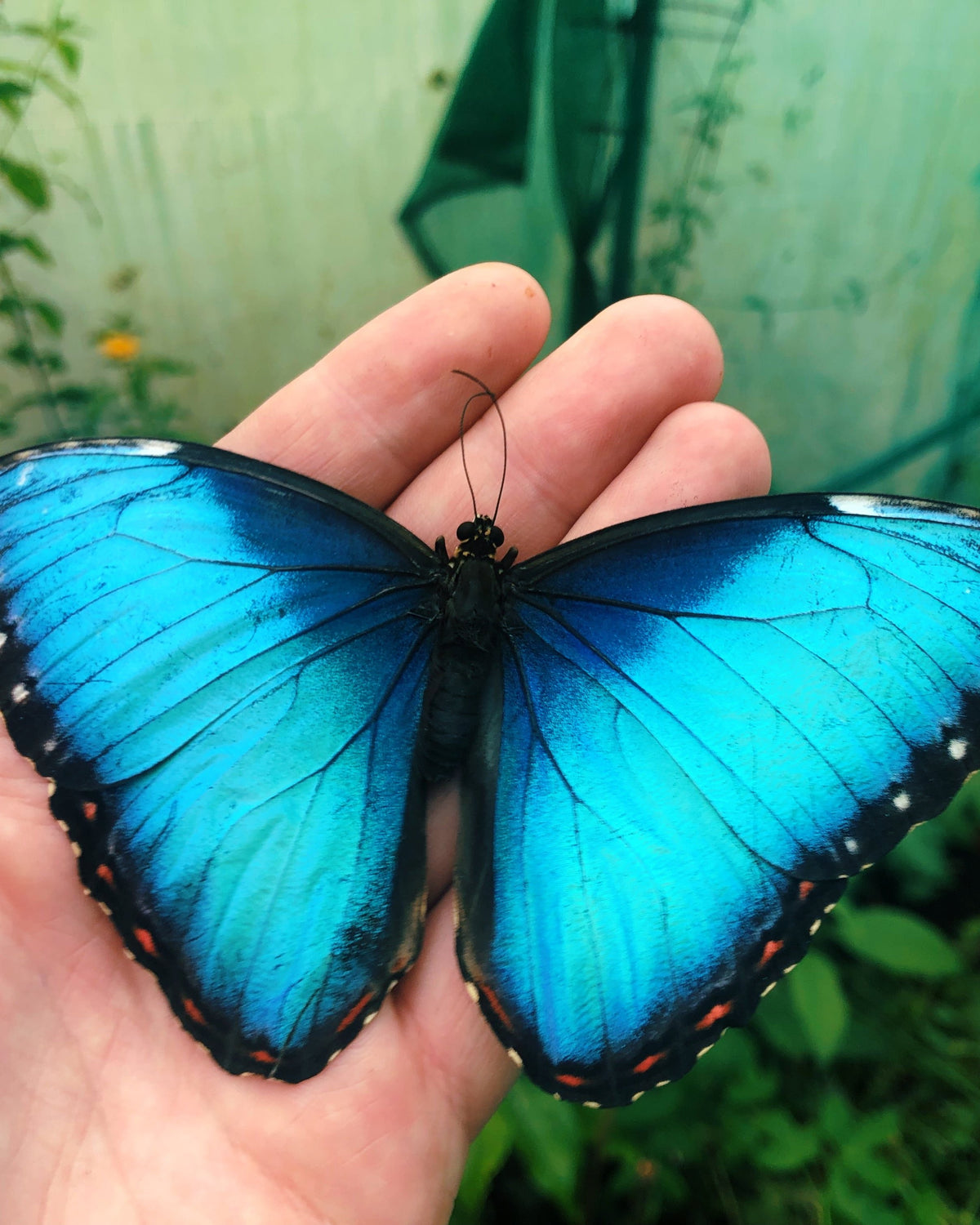 Live butterflies and moths for sale online UK. Buy eggs, caterpillars, pupae, and cocoons. Watch the lifecycle unfold with insects to rear at home!
