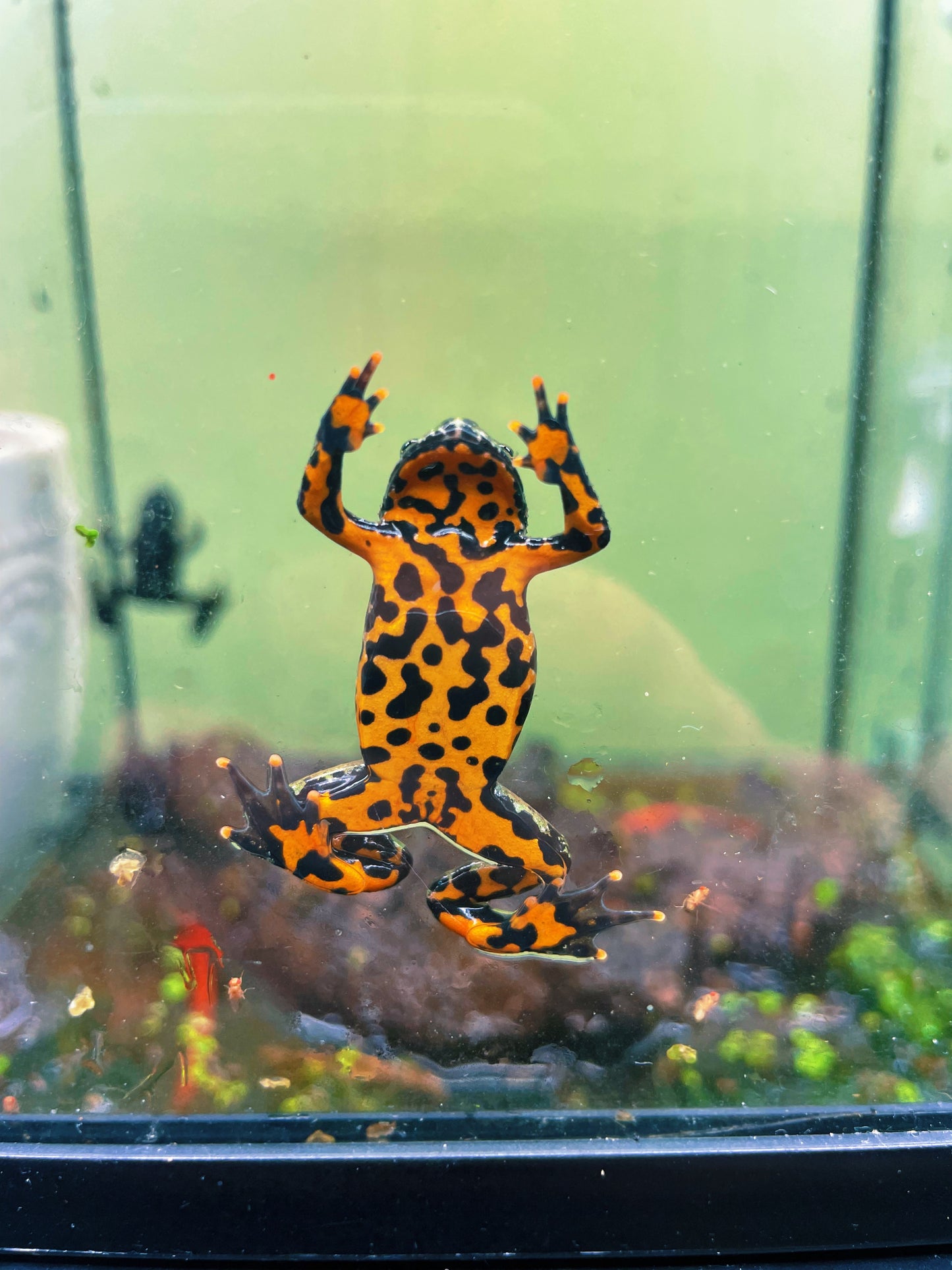 Live butterflies and moths for sale online UK. Order eggs, caterpillars, pupae, and cocoons. Watch the lifecycle unfold with insects to rear at home!