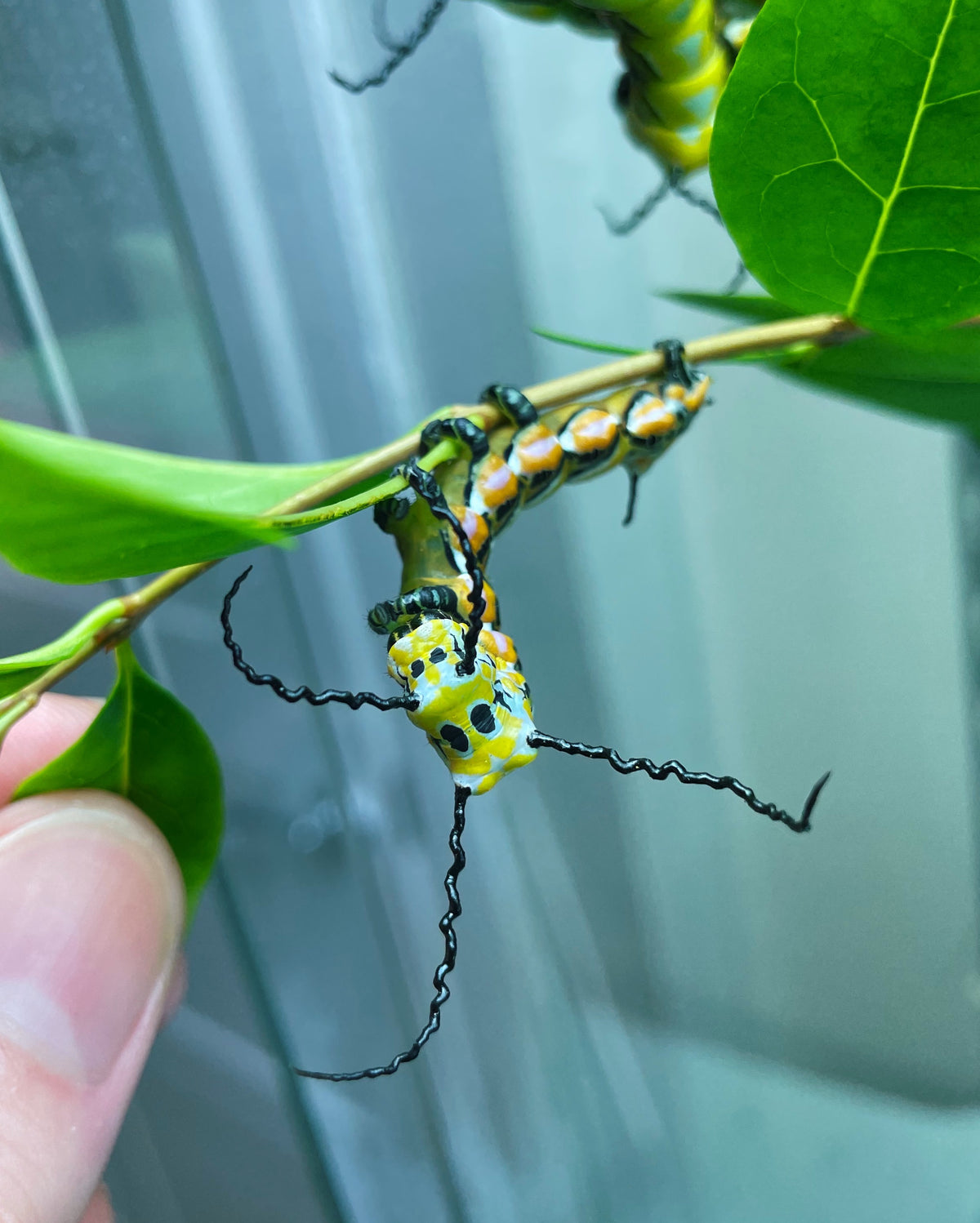 Chinese Owl Moth caterpillar