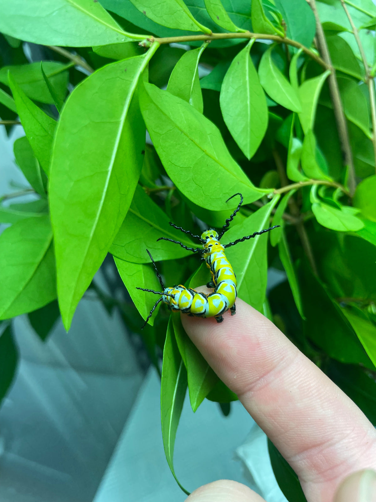 Chinese Owl Moth caterpillars