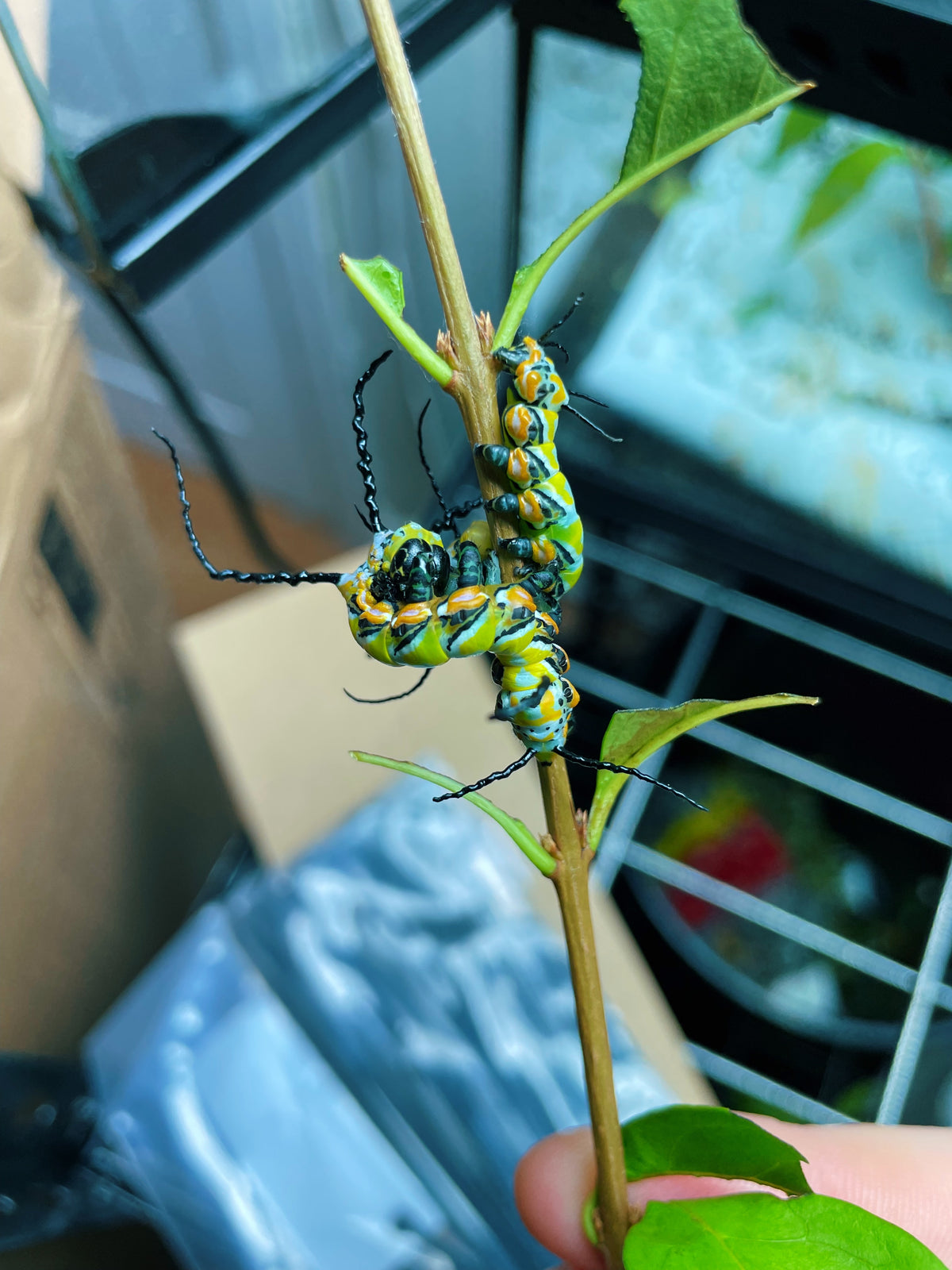 Chinese Owl Moth caterpillars