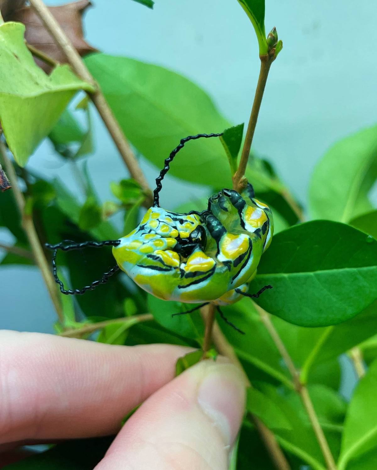 Chinese Owl Moth caterpillar
