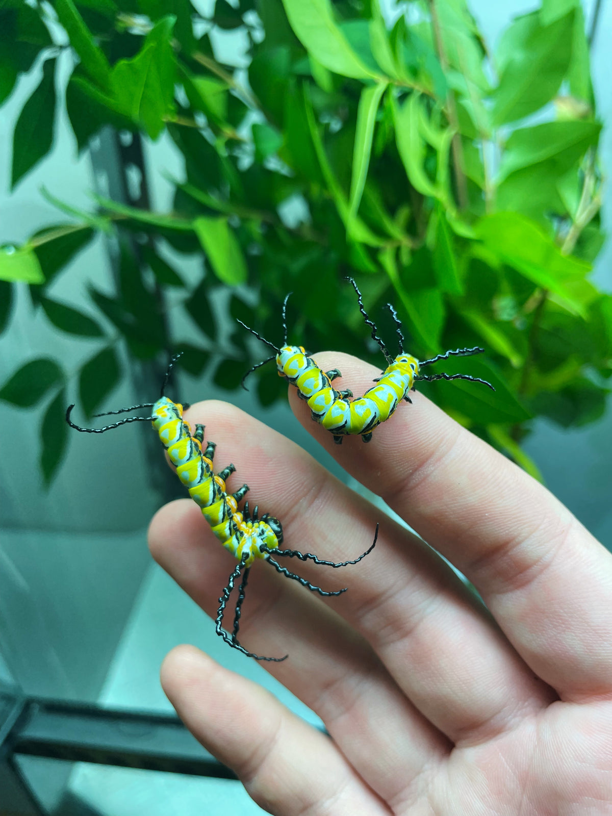 Chinese Owl Moth caterpillars