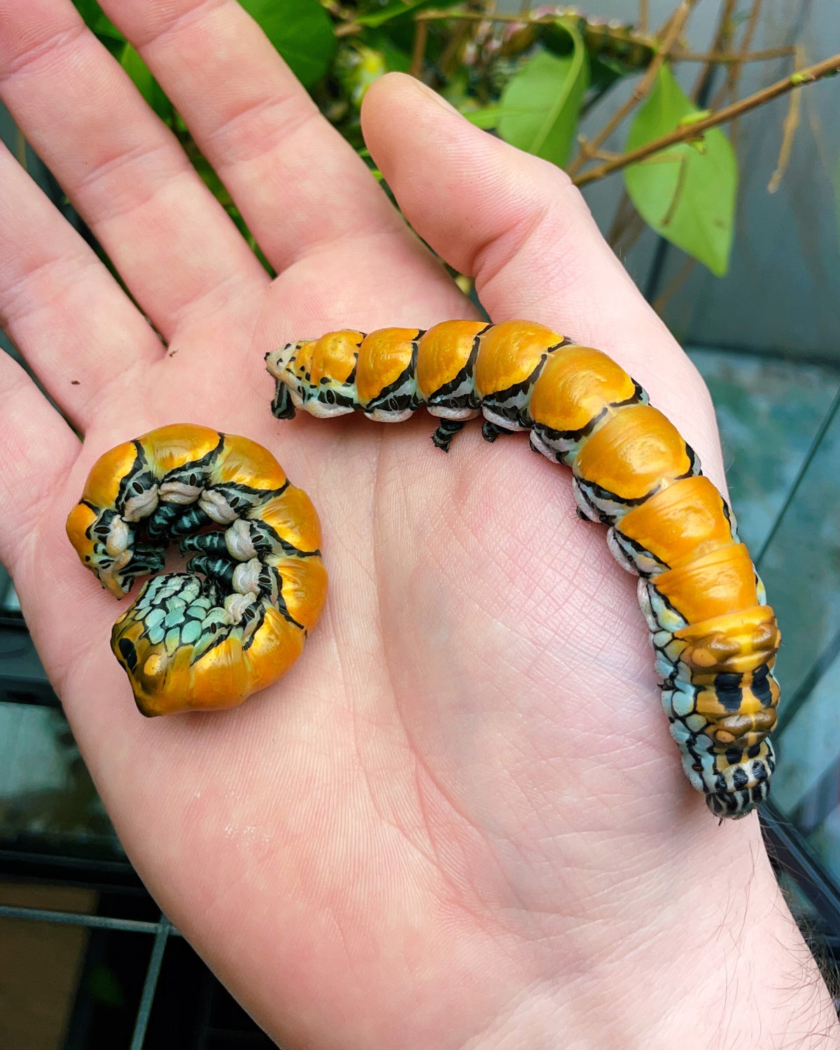 Chinese Owl moth larvae pre-pupae