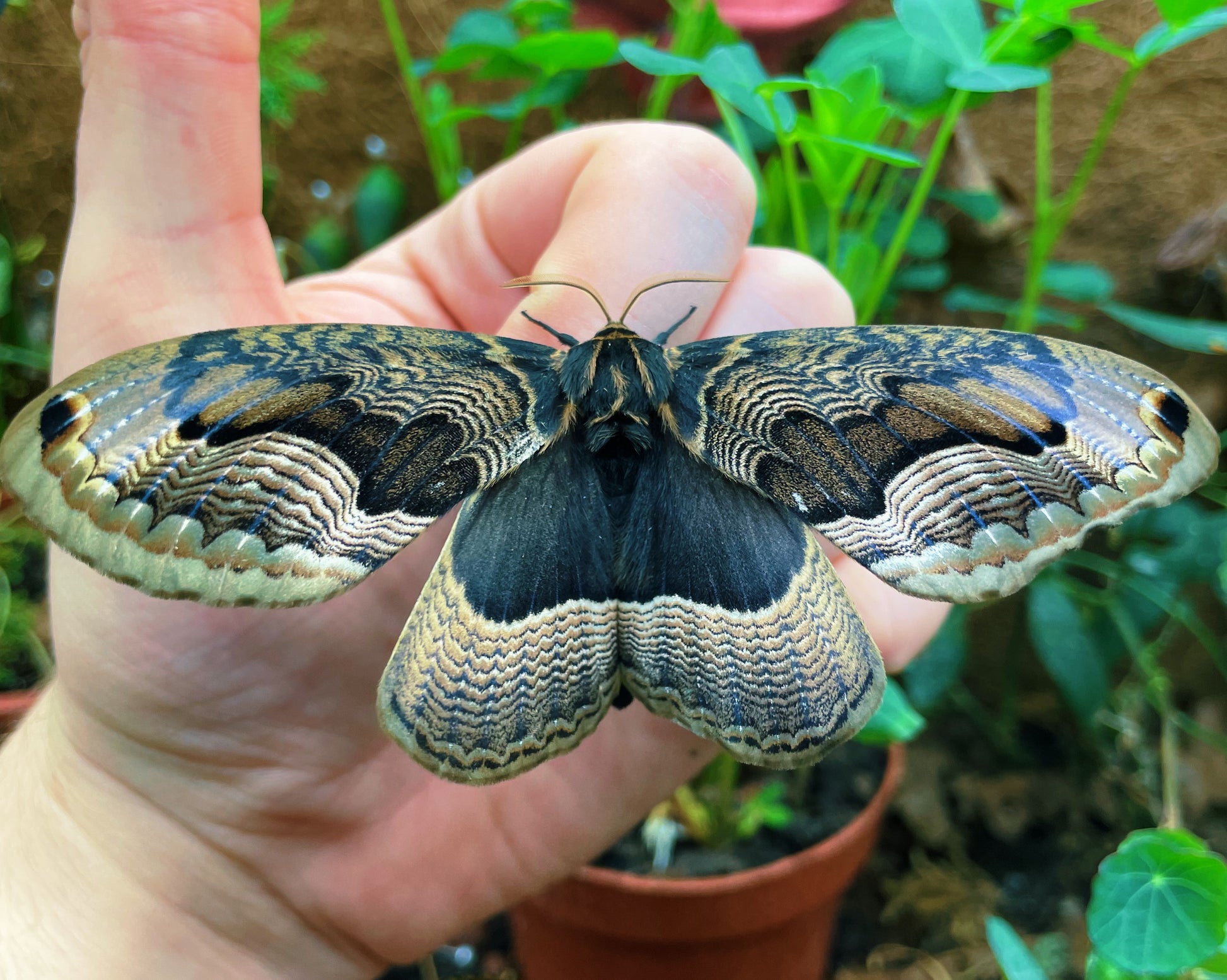 Live moth eggs and pupae for sale online UK