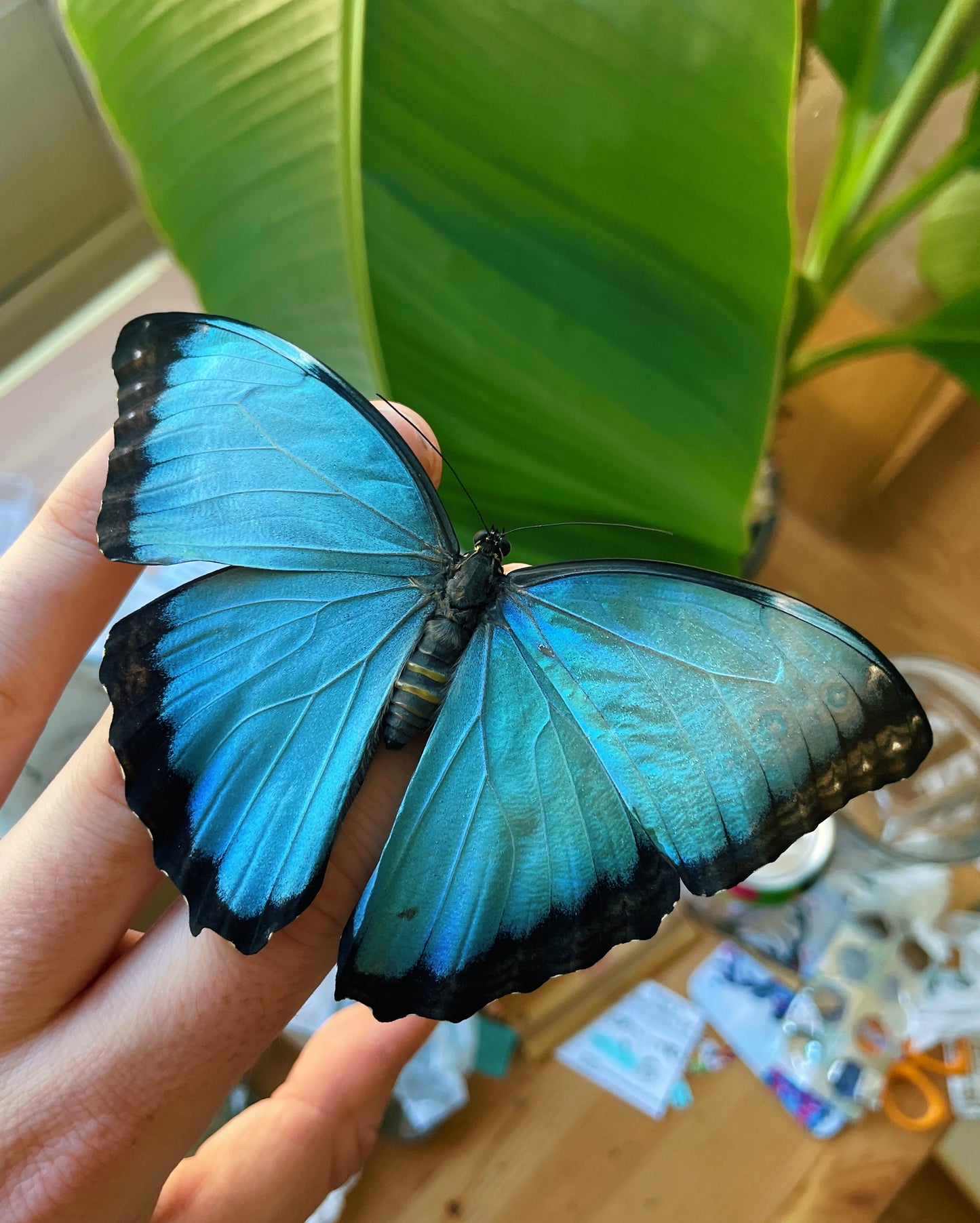 Blue Morpho Butterfly (Morpho helenor) PUPAE