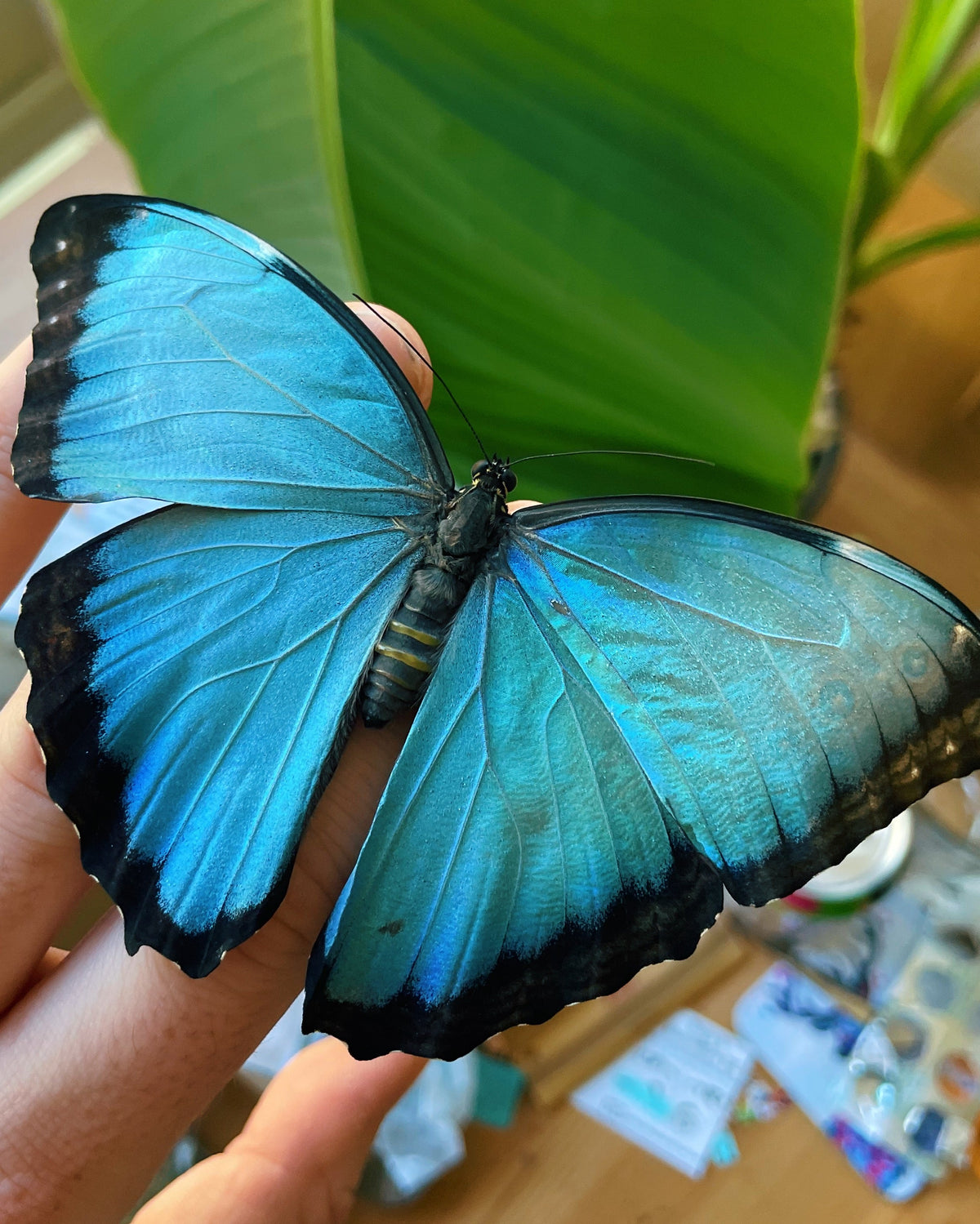 Blue Morpho Butterfly PUPAE (Morpho helenor)