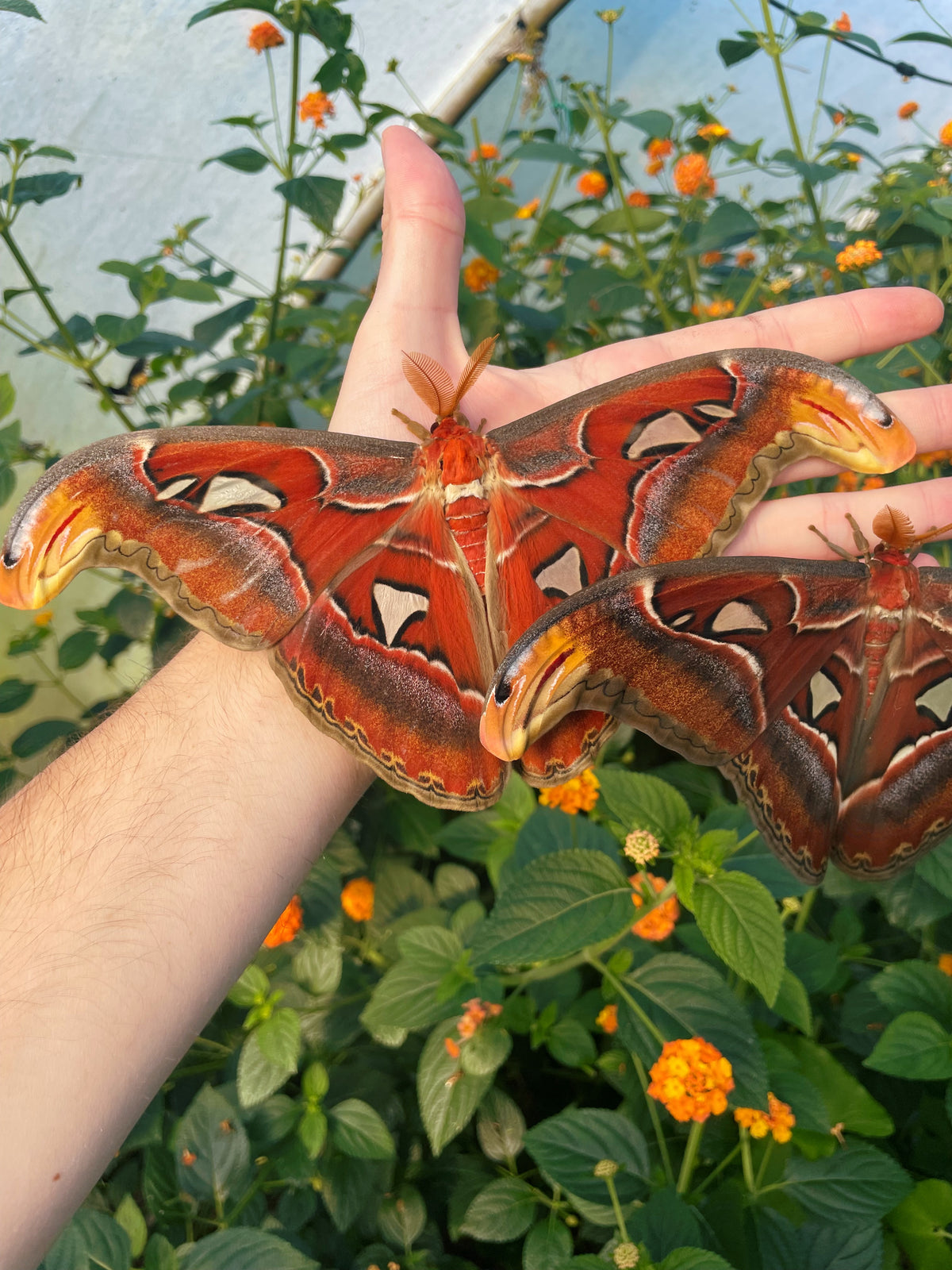 Giant Atlas Moth EGGS (Attacus atlas)