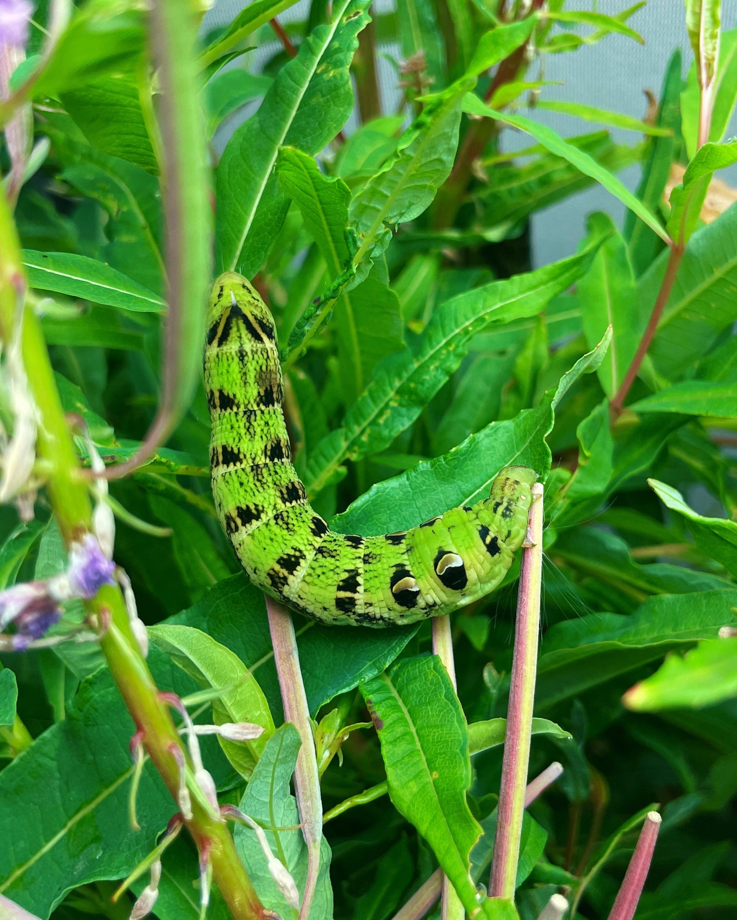 Elephant Hawk-Moth (Deilephila elpenor) EGGS