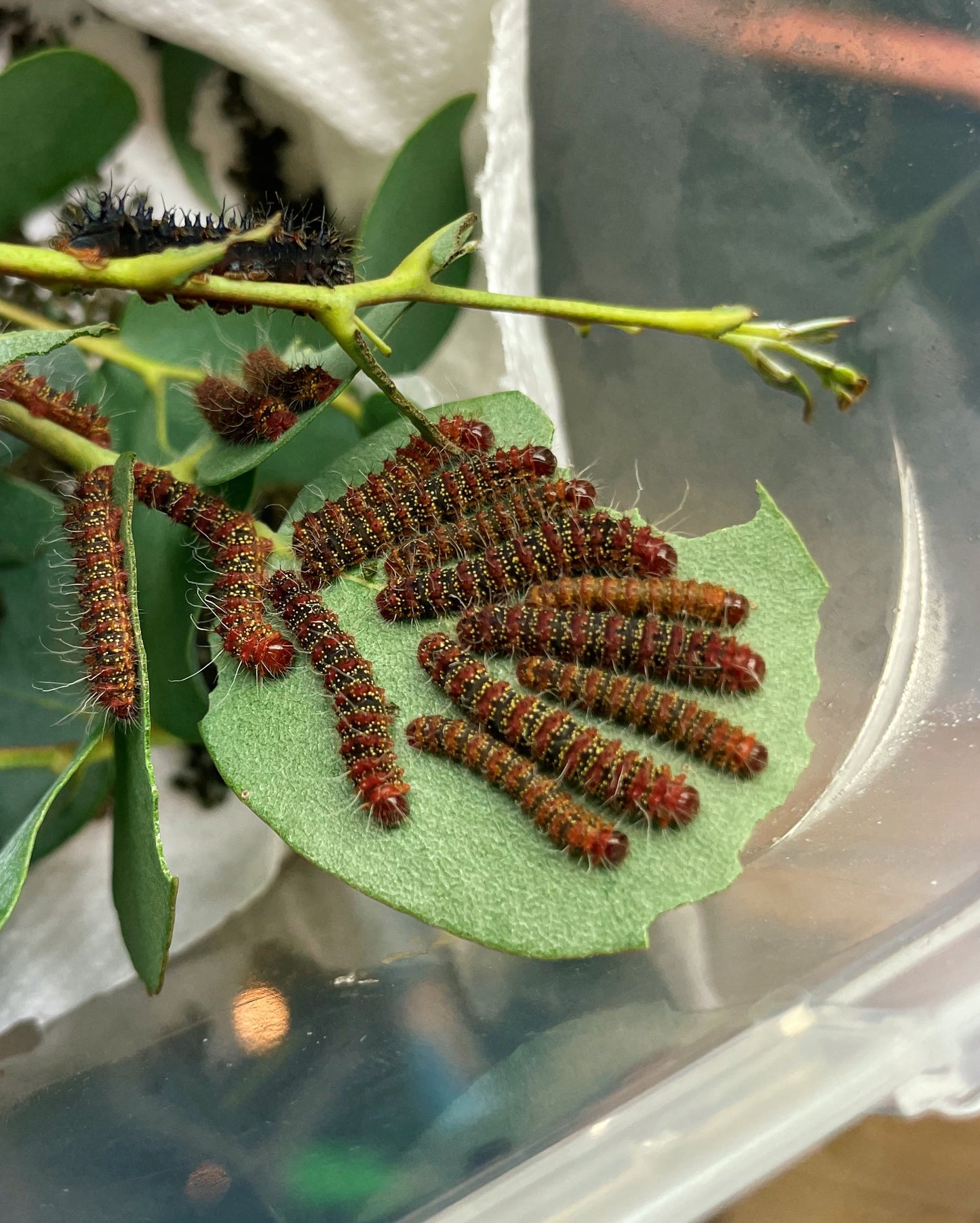 Three-Windowed Silk-Moth EGGS (Cricula trifenestrata)