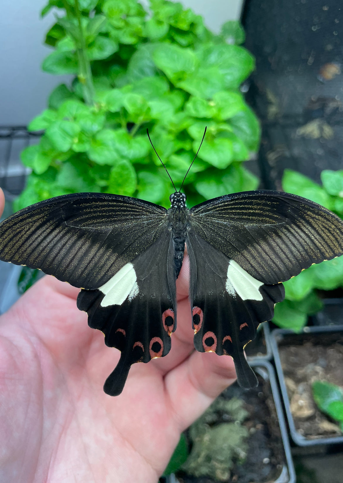 Red Helen Butterfly EGGS (Papilio helenus)