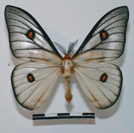 Madagascan Ghostly Silk-Moth COCOONS (Ceranchia apollina)