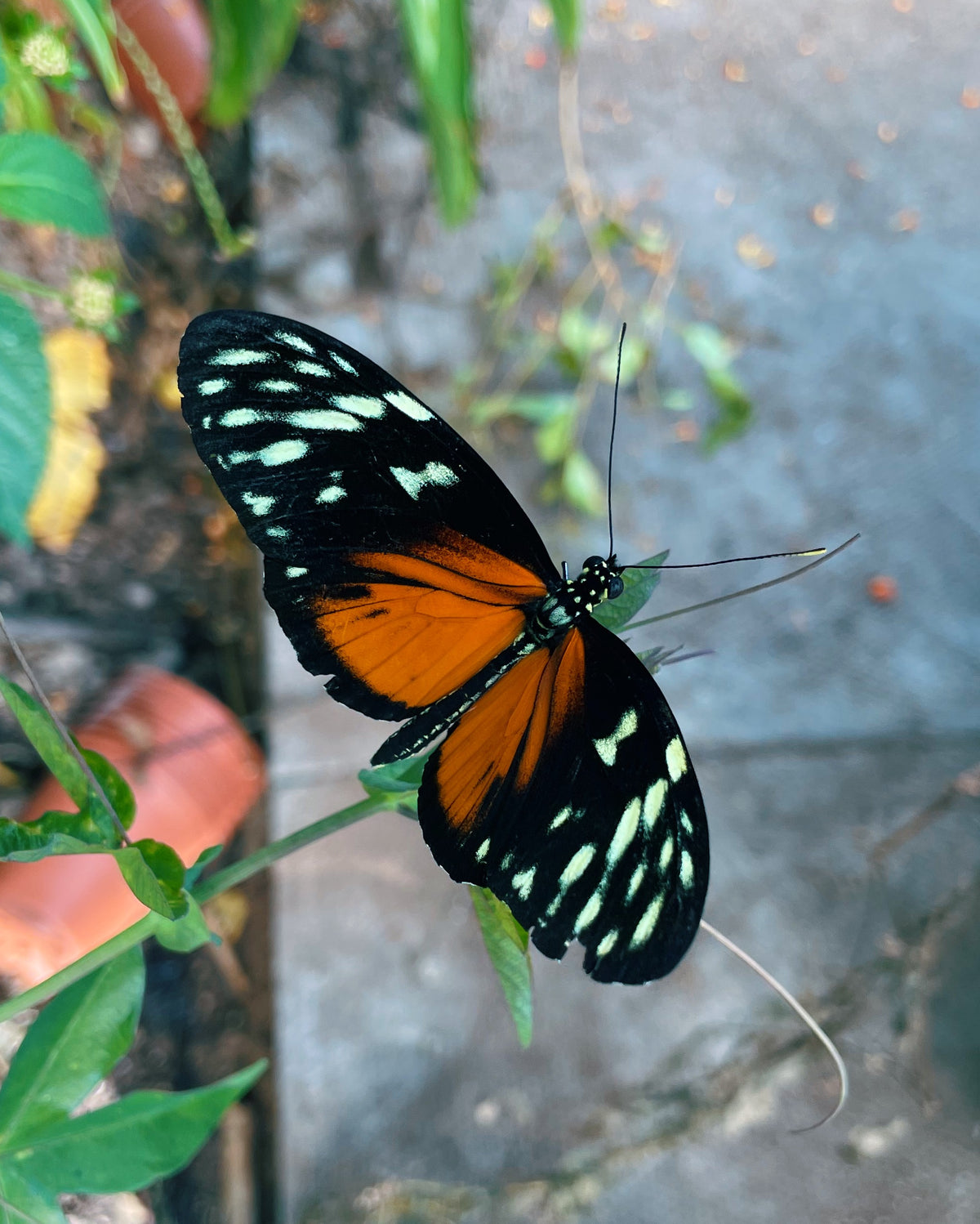 Tiger Longwing PUPAE (Heliconius hecale)