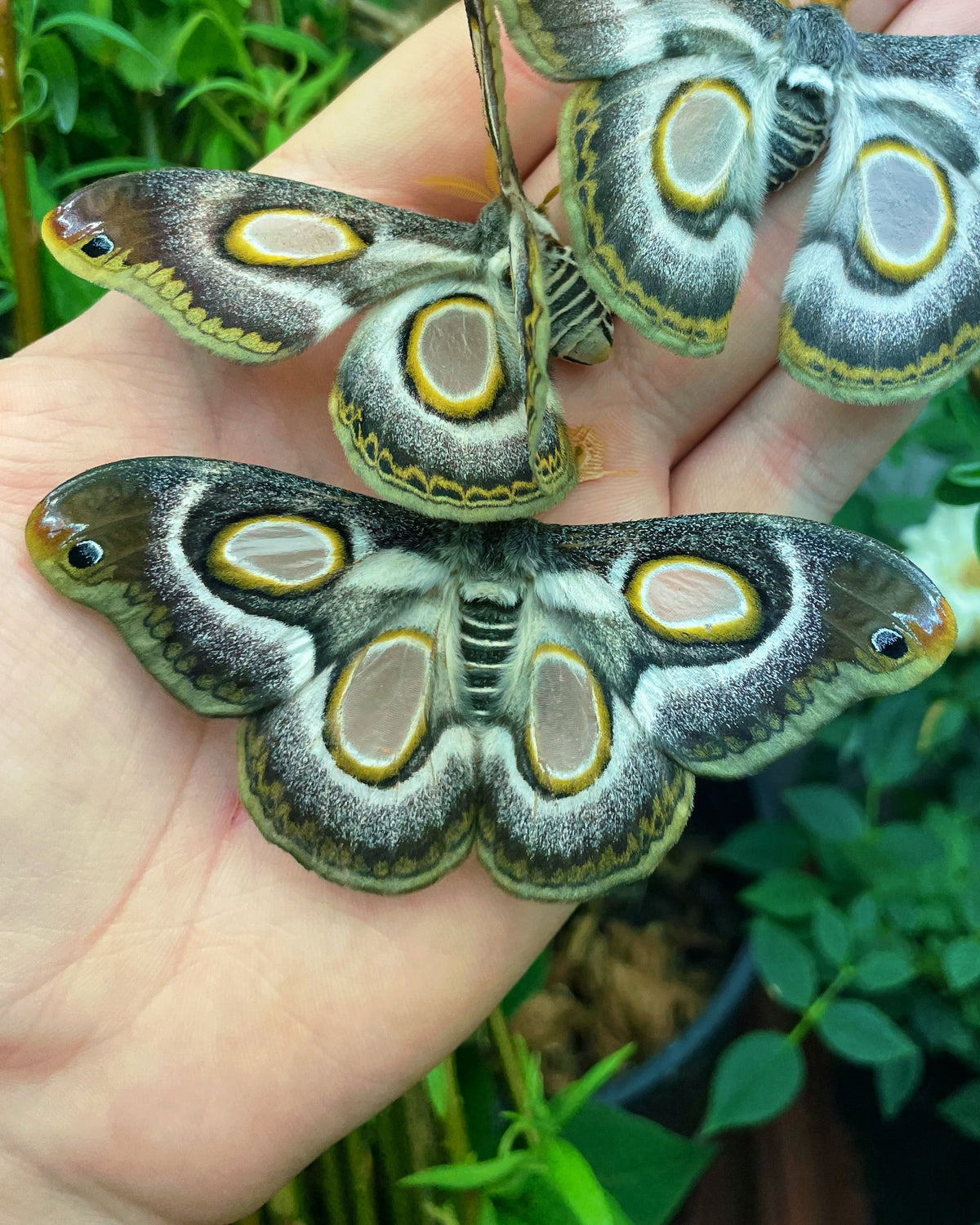 White Ringed Atlas Moth EGGS (Epiphora mythimnia)