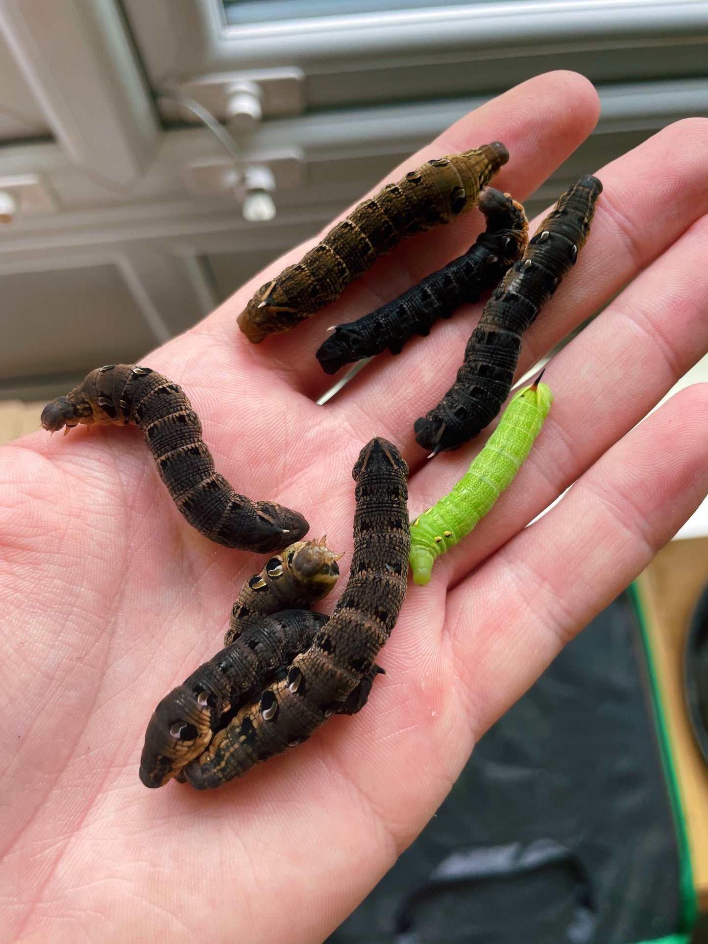 Elephant Hawk-Moth (Deilephila elpenor) EGGS