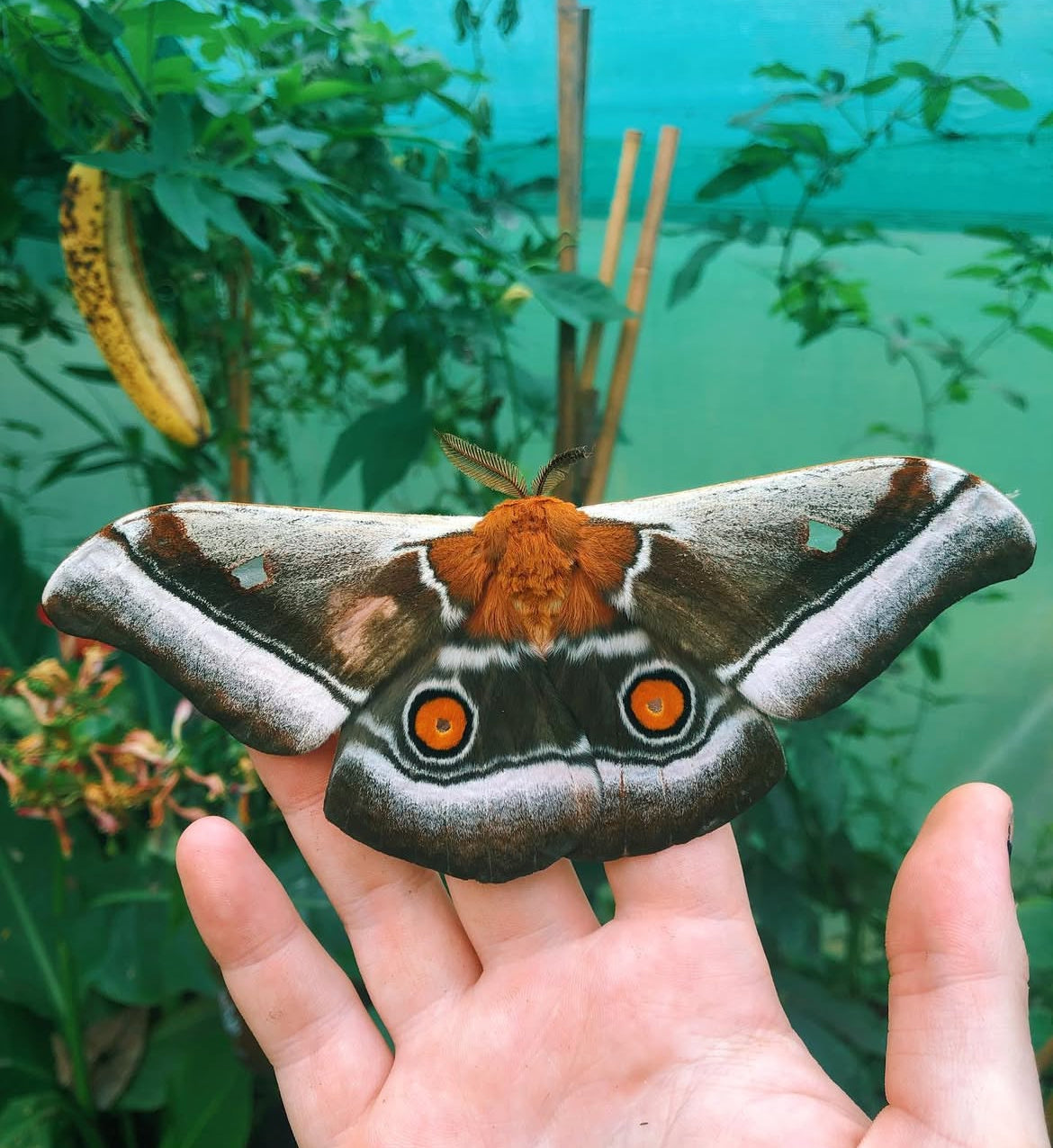Madagascan Emperor Moth PUPAE (Bunaea aslauga)