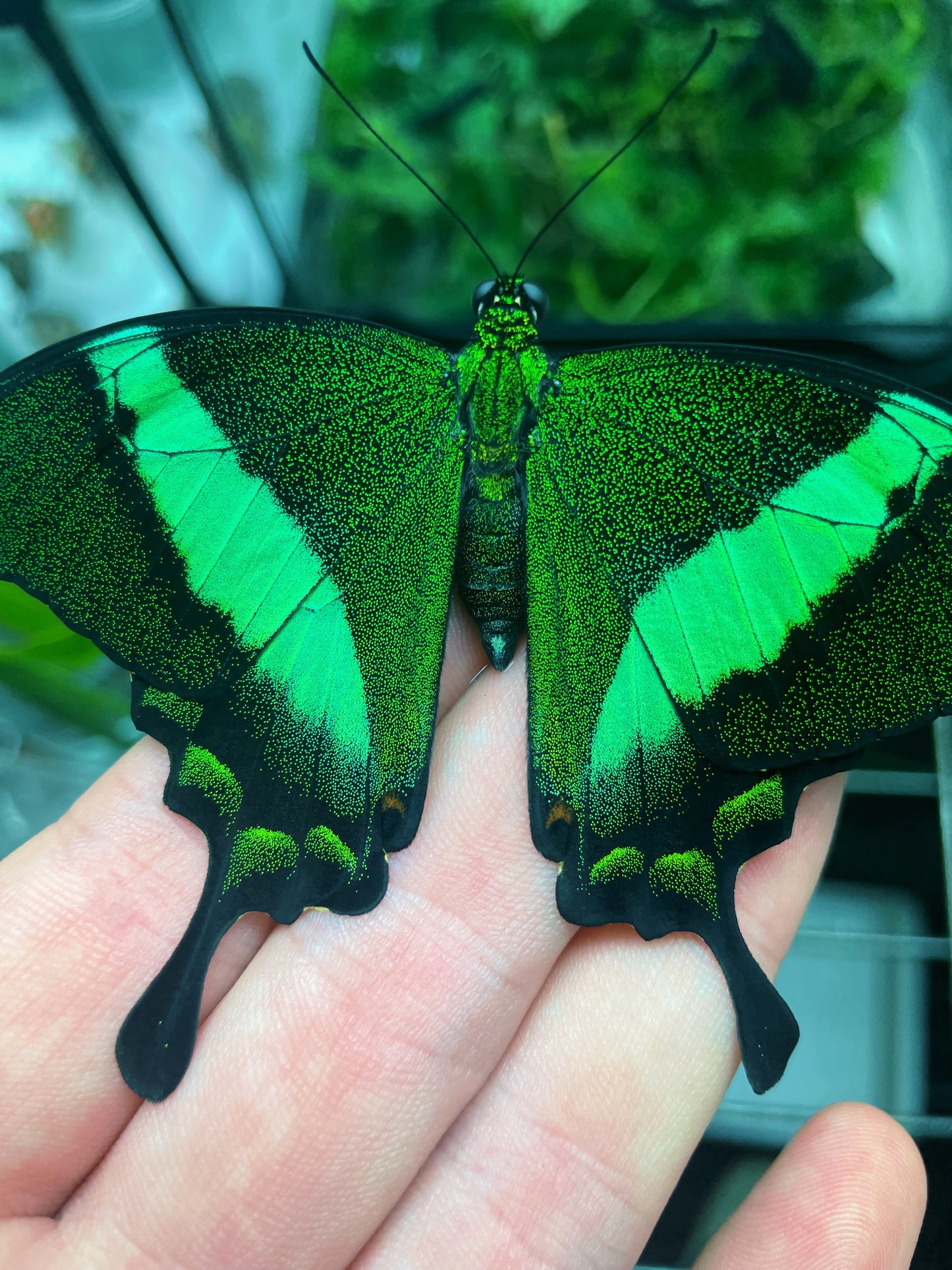 Emerald Swallowtail PUPAE (Papilio palinurus)